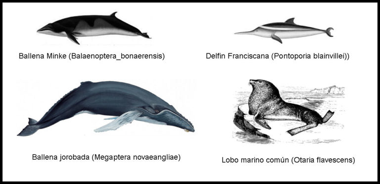 EE.UU. dará dos años más a Industria Salmonera y Pesquera chilena para revisar Protección de Mamíferos Marinos