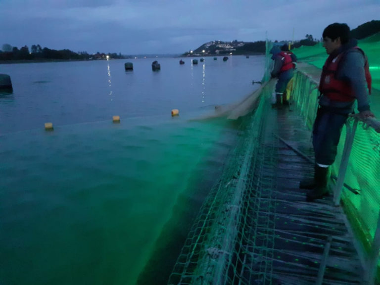 Escape de salmones en Chile. Luego de 3 años inician proceso de sanción a salmonera en Calbuco