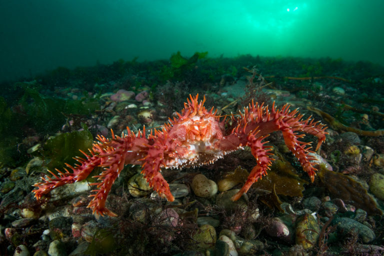 Investigadores confirman dos linajes de centolla en mares de Chile