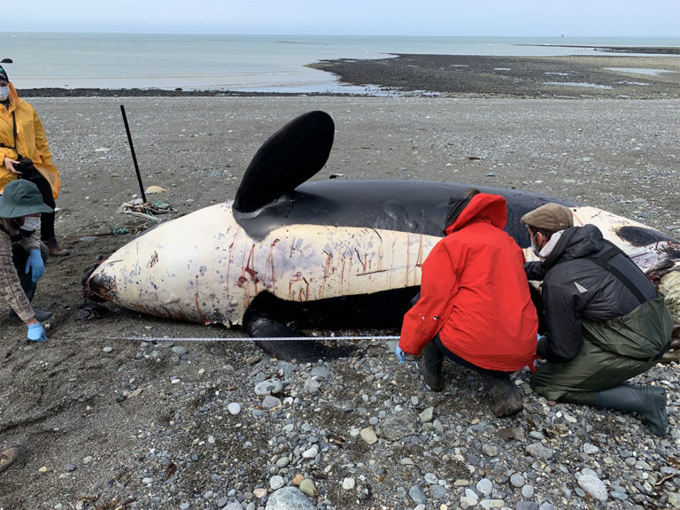  Sernapesca y científicos realizan necropsia de Orca varada muerta en Magallanes