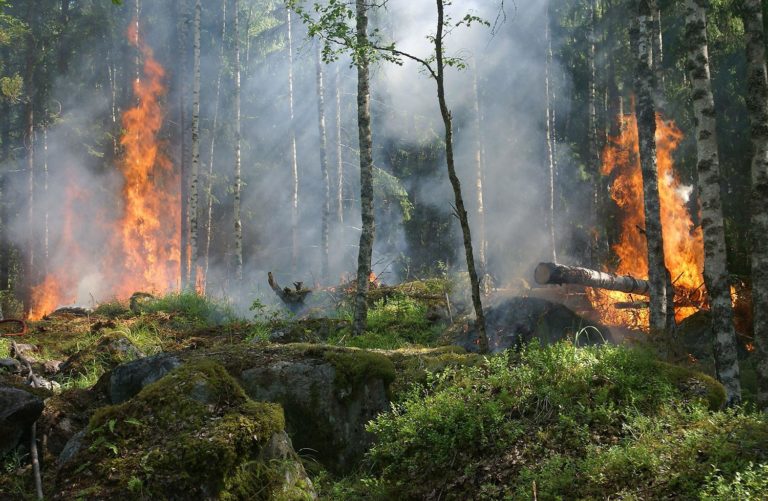 Las otras víctimas de los incendios forestales: pequeños roedores, anfibios y reptiles nativos