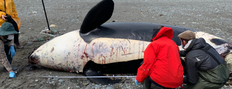 Orcas en el Sur de Chile