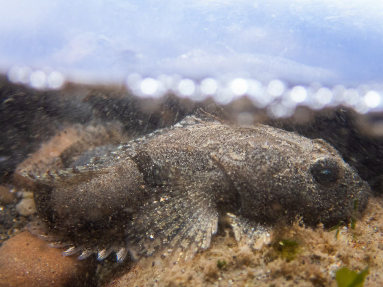 Cambio climático podría afectar sistema inmunológico de peces de la Patagonia y Antártica