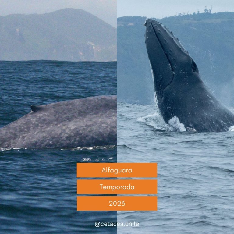 Se inició la Vigésima temporada del Proyecto Alfaguara en Chiloé de avistamiento de Ballenas