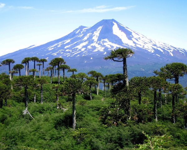 Servicio de Biodiversidad y Áreas Protegidas: una oportunidad para que la visión ecosistémica se integre a las políticas públicas