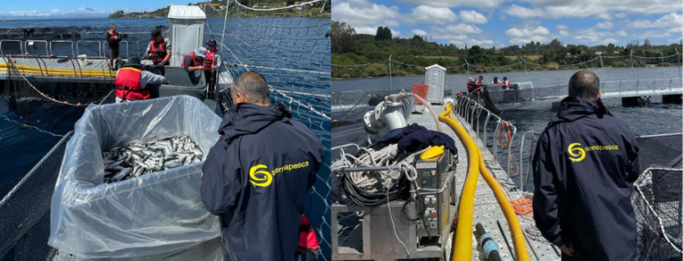 Más de 60 mil salmones escaparon a las aguas de Lago Llanquihue