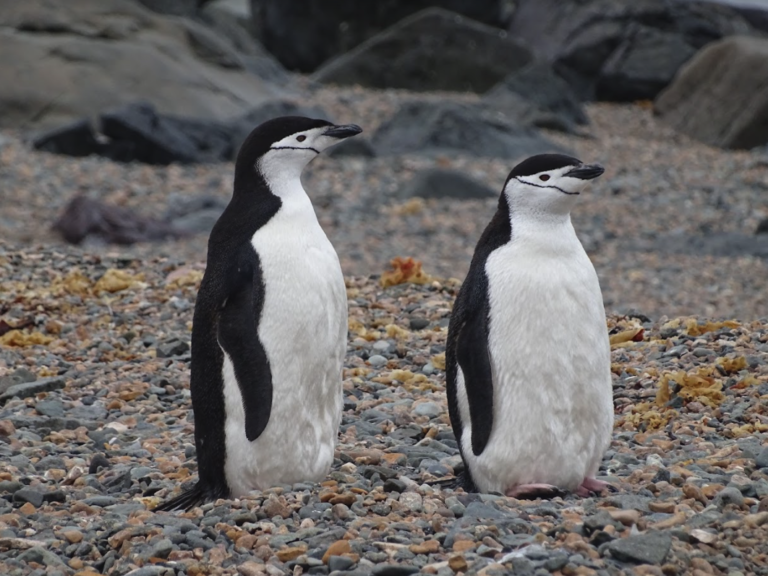 En un 30% se han reducido las poblaciones de tres generaciones de pingüino barbijo en la península Antártica