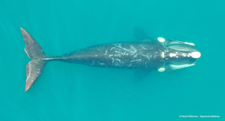 Ballenas francas australes cambiaron de áreas de alimentación durante los últimos 30 años