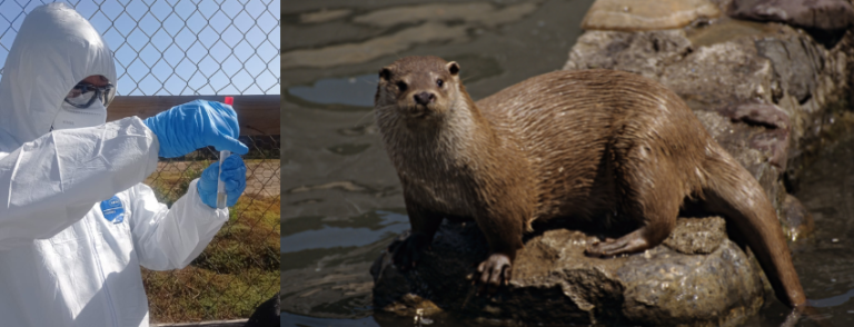 Sernapesca informa sobre primer caso de influenza aviar en nutria de mar