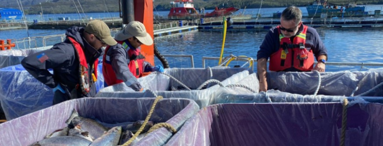 Mas de 30 mil salmones muertos se registran en centro de cultivo de la Patagonia