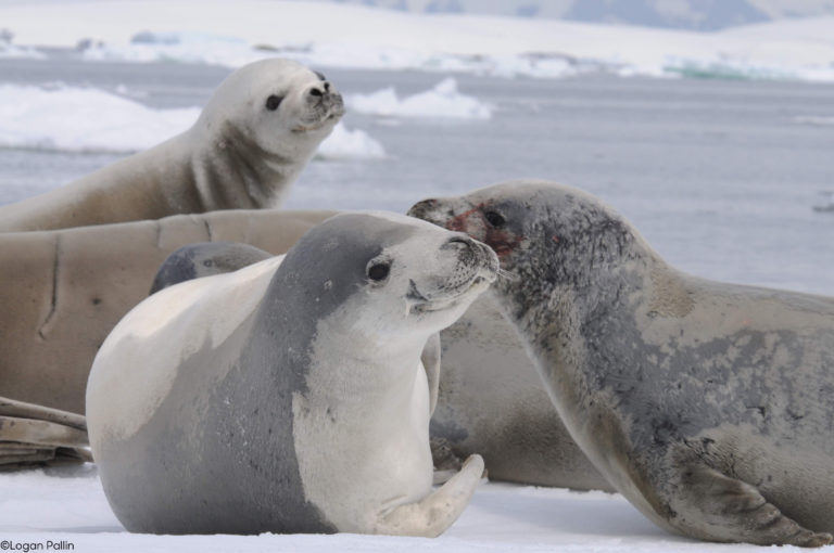 Focas de Weddell permiten el rescate de valiosa información oceanográfica en la Antártica