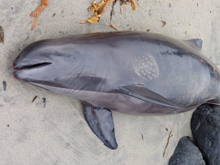 Influencia aviar ahora afectó a un cetáceo menor en Chile, ademas de cientos de aves, lobos marinos y chungungos