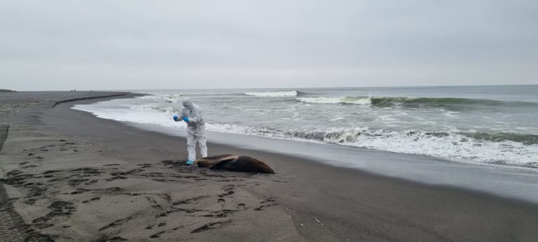 Sernapesca informa que se amplían especies marinas afectadas por influenza aviar: Huillín dio positivo en Magallanes