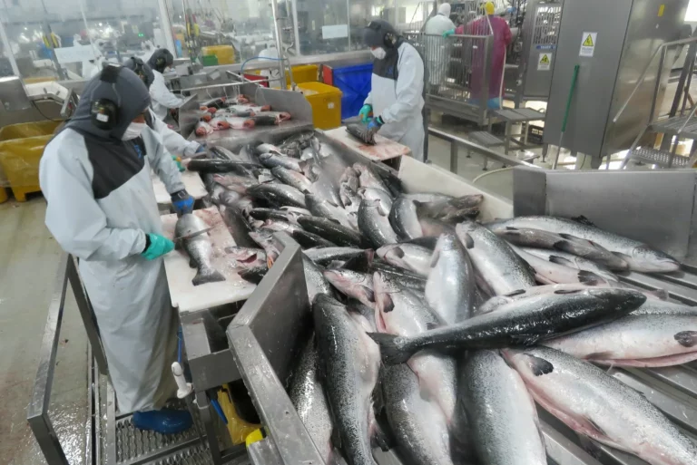 Sindicatos salmoneros y Ecoceanos analizaron situación de la industria salmonera en el marco del 1° de mayo