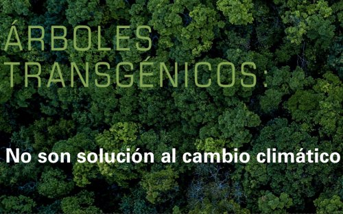 Campaña internacional «Detengamos los árboles Transgénicos» se reunió en Brasil