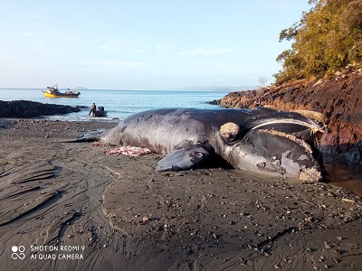 Muerte de Ballena Franca Austral en sur de Chile se debería a enmalle y colisión con barco en zona salmonera afirma comunidad Mapuche Williche 