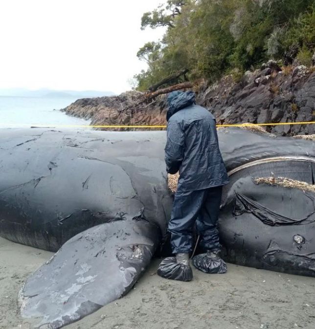 Sernapesca dice que U. de España determinará las causas de muerte de Ballena Franca Austral varada en zona salmonera de la Patagonia