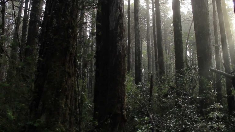 Carretera costera podría acelerar extinción del Alerce y destruir rica biodiversidad en cordillera valdiviana