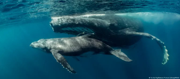 Video: Ballena amamantando a su cría