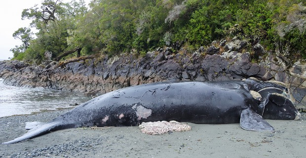 ¿Quiénes son los responsables de las muertes de las últimas ballenas francas australes en la Patagonia chilena?​