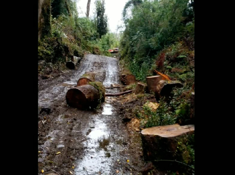 Denuncian tala ilegal de bosque nativo en Chiloé y amenazas contra los defensores de la Ñuke Mapu