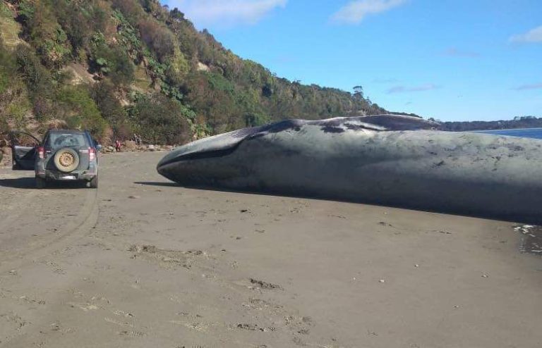 Sernapesca informa de otra ballena varada en Chiloé