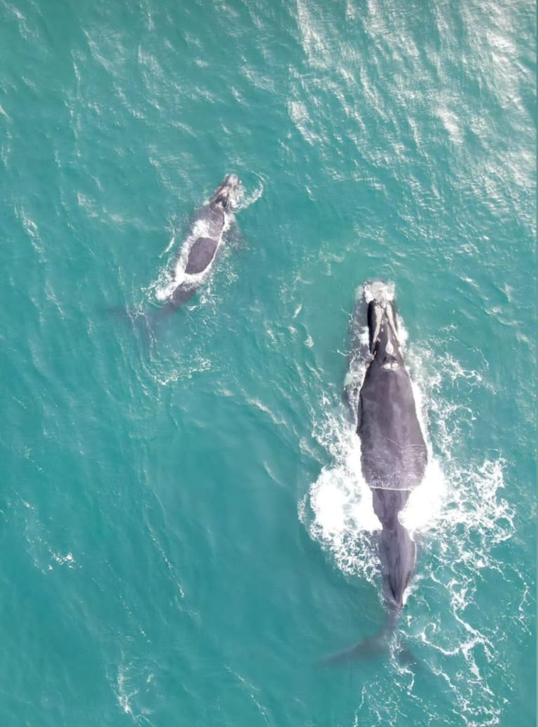 Avistamientos de ballenas en Chile, autoridades llaman a respetar las medidas de seguridad