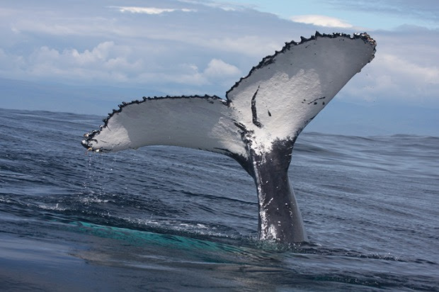 Gobiernos y sociedad civil de América Latina y el Caribe articulan esfuerzos en defensa de las ballenas​