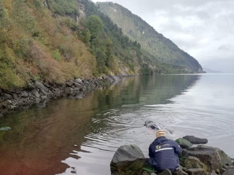 Varamiento de ballena en Aysén obliga a Sernapesca a tomar acciones legales ante el Ministerio Público