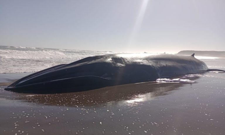 Continúan las muertes de ballenas en las áreas salmoneras de la Patagonia chilena