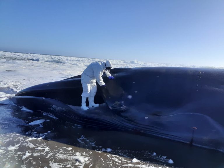 Reportan varamiento de ballena fin en Región de Coquimbo