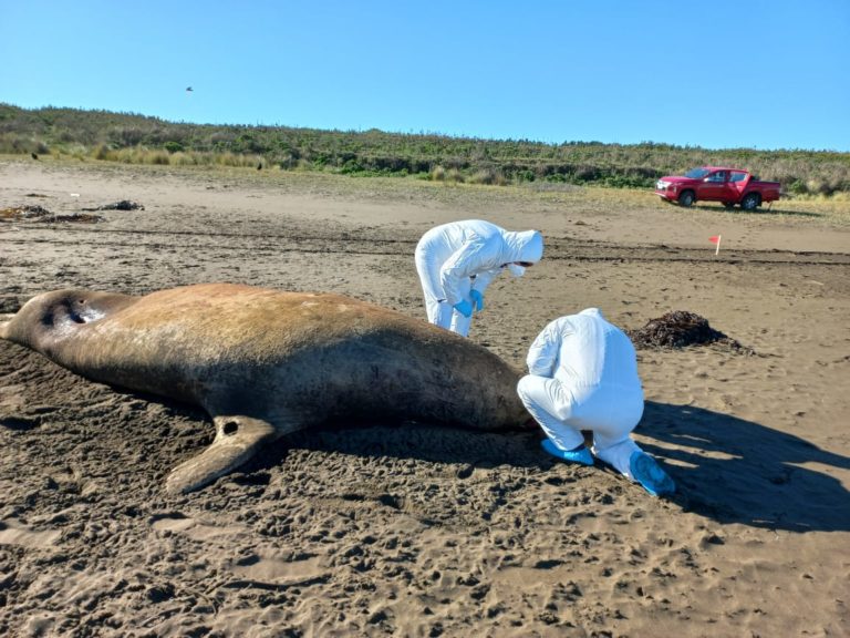 Siguen al alza los animales marinos muertos por influenza aviar en costas chilenas