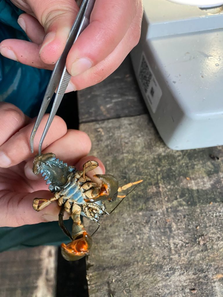 Nueva especie de parásito es descubierta en la pancora de agua dulce en el Lago Ranco, Chile