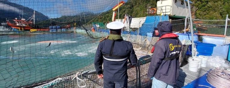 Registran mortalidad masiva de salmónidos en el Estuario de Reloncaví