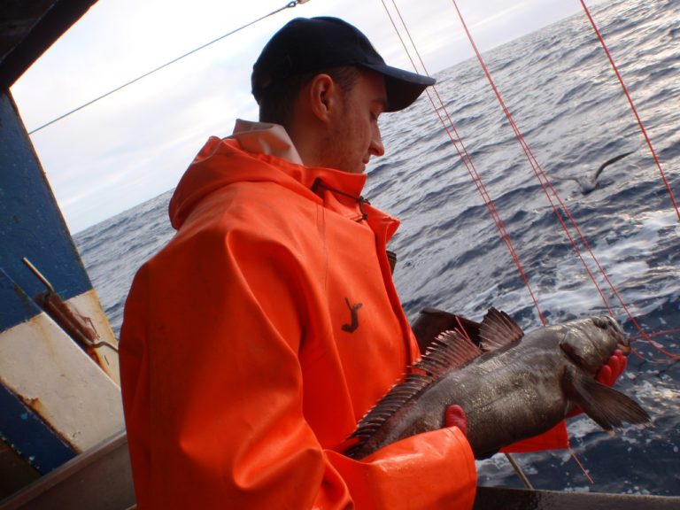 Científicos chilenos investigan la dieta del bacalao antártico, el pez más grande del océano Austral