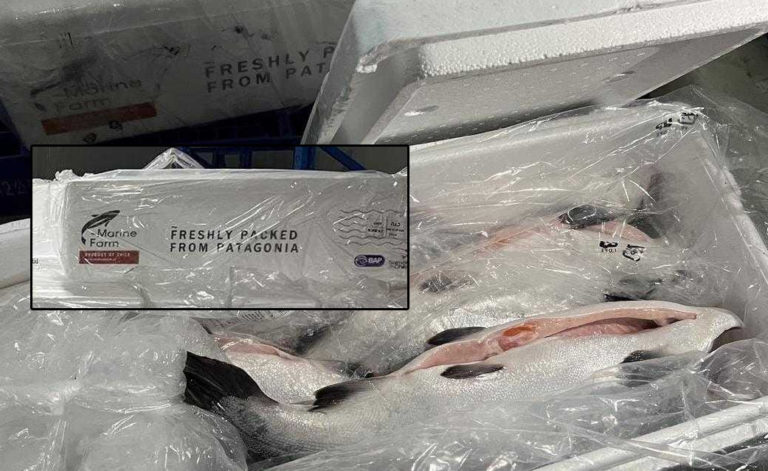 Desde Chiloé directo a China: Salmón Coho fresco, una especie exótica en aguas australes, ahora en exclusivas mesas asiáticas