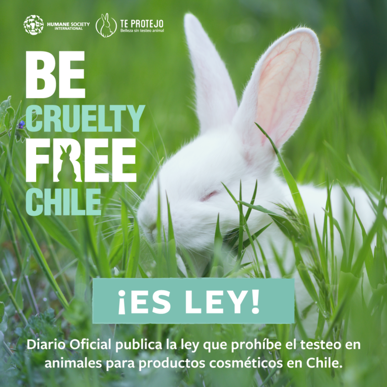 Chile prohibe experimentación en animales para industria de cosméticos