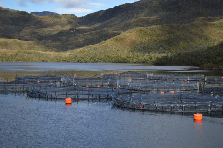 Preocupación por inminente sobreproducción de salmones en la Patagonia