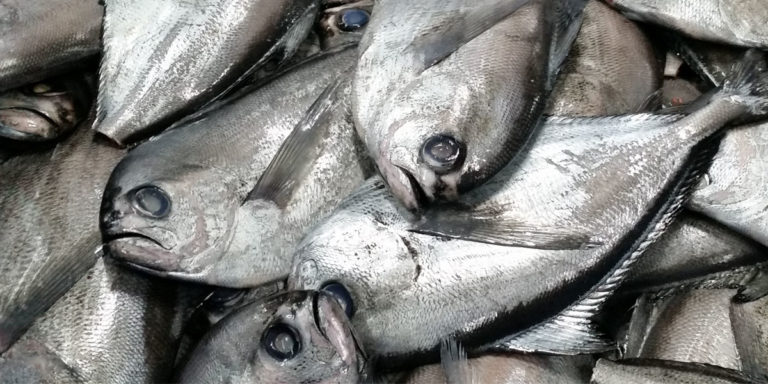 ¿Peces futbolistas mapuche?: Red de Mujeres Originarias por la Defensa del Mar emiten una opinión