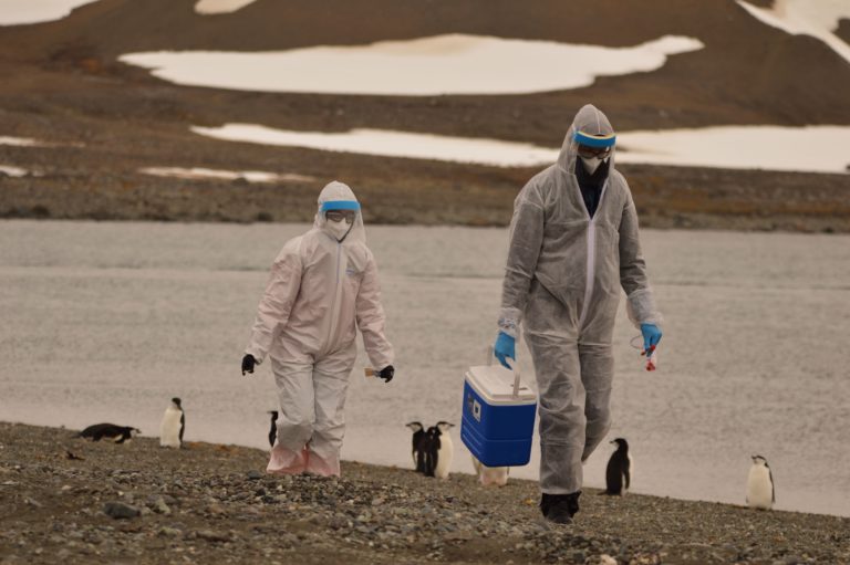 Confirman la presencia de gripe aviar en aves muertas de la Antártica