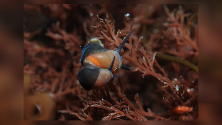 Caracol antártico habría sobrevivido los momentos más fríos del Cuaternario