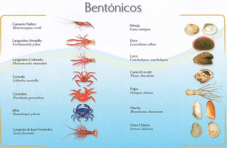 Ley Bentónica protege a los refugios marinos