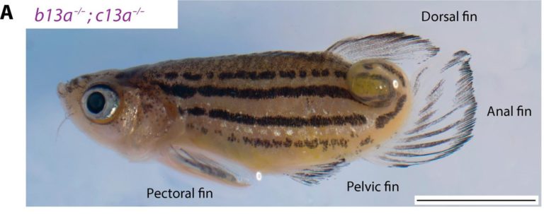 Estudio revela dos genes que habrían sido clave en la evolución de la cola de los peces