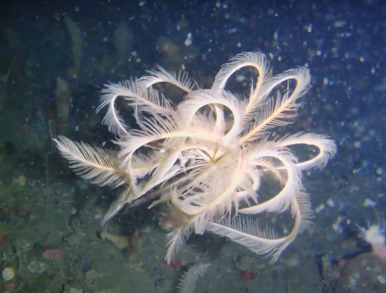 Descubren especie marina única durante expedición en la Antártica