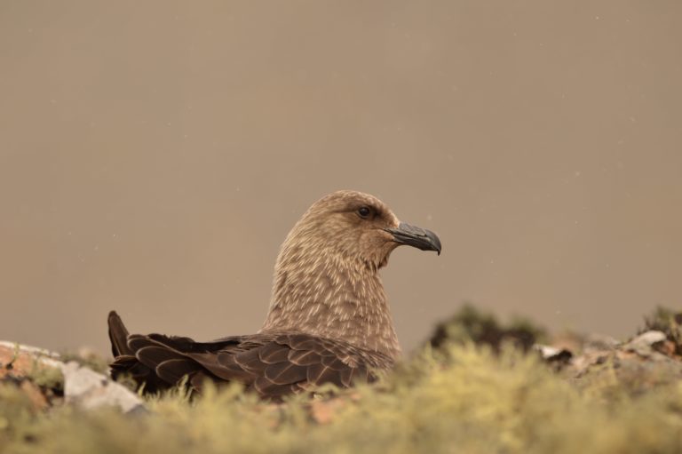 Chile detecta casos positivos de gripe aviar en pingüinos, cormoranes y skuas en la Antártica 