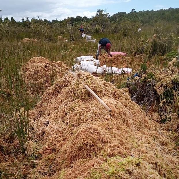 Agrupaciones ambientales de Chiloé rechazan la Ley de Turberas