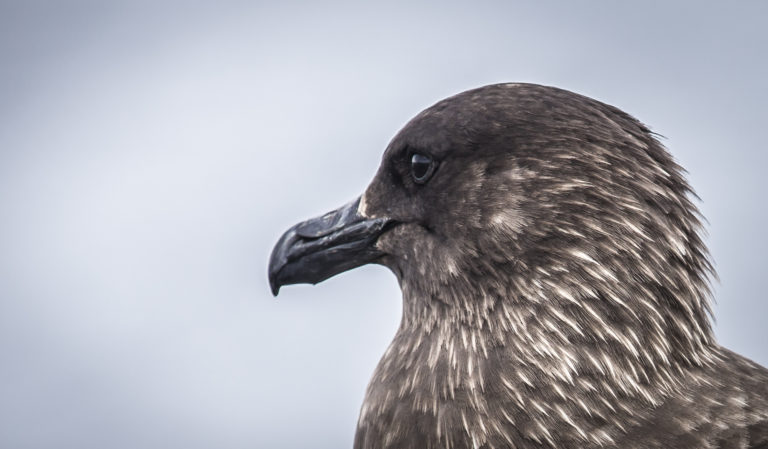 Equipo chileno logra secuenciar por primera vez el genoma completo de la influenza aviar altamente patógena en la Antártica