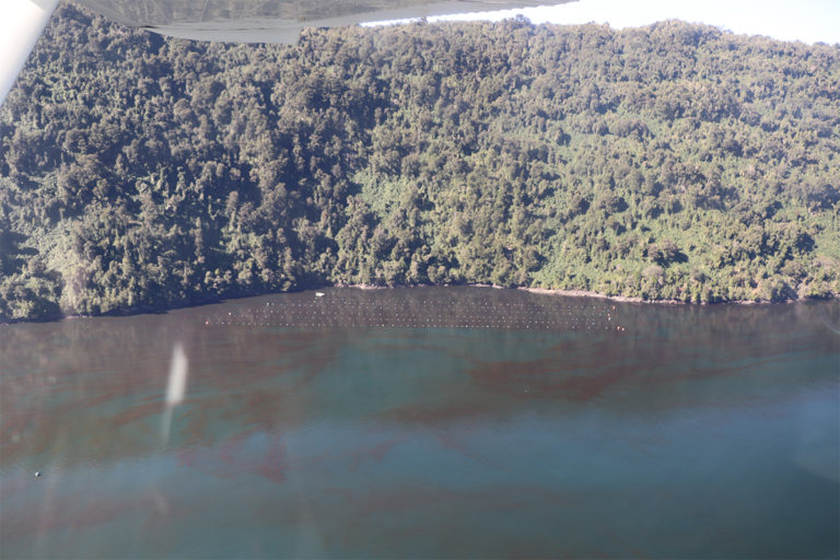 Detectan nueva floración nociva en los fiordos de la Patagonia