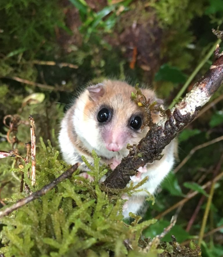 Investigación chilena analiza cómo el cambio climático podría afectar la hibernación del monito del monte