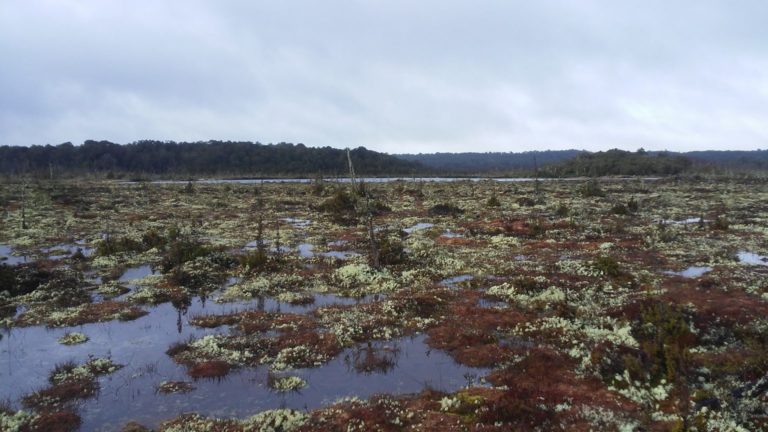 Nueva Ley Sobre Protección de Turberas no se hace cargo del grave impacto ambiental de la intervención en estos ecosistemas